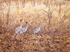 Sarus Cranes